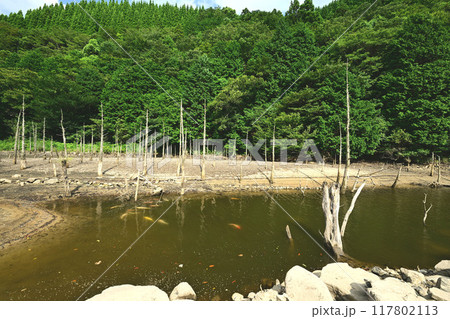 蒼霧鯉池 蒼霧鯉池 117802113