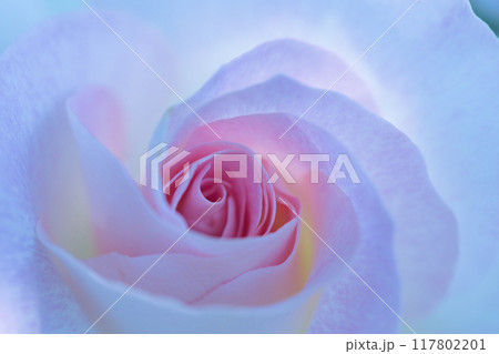 ピンク色の薔薇の花びら 117802201