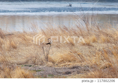 朝もやの葦原で枝に飛びつく美しいノスリ(タカ科)。 日本国群馬県、利根川河川敷にて。 2024年 朝もやの葦原で枝に飛びつく美しいノスリ(タカ科)。 日本国群馬県、利根川河川敷にて。 2024年 117802206