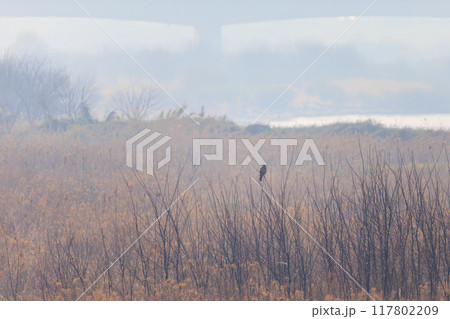 朝もやの葦原で枝に飛びつく美しいノスリ（タカ科）。  日本国群馬県、利根川河川敷にて。 2024年 117802209