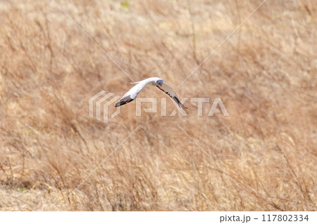 葦原から飛び出す美しいハイイロチュウヒ（タカ科）。  日本国群馬県、利根川河川敷にて。 2024年3 117802334