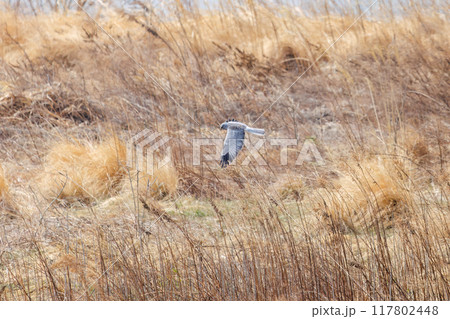狩りのために菜の花畑を飛翔する美しいハイイロチュウヒ（タカ科）。群馬県利根川河川敷2024年3月 117802448