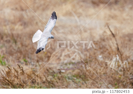 狩りのために菜の花畑を飛翔する美しいハイイロチュウヒ（タカ科）。群馬県利根川河川敷2024年3月 117802453