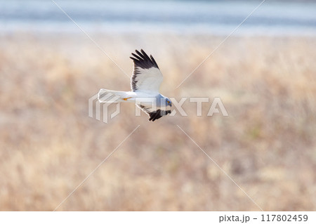 狩りのために菜の花畑を飛翔する美しいハイイロチュウヒ（タカ科）。群馬県利根川河川敷2024年3月 117802459