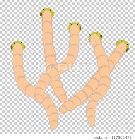 昆蟲插畫 昆蟲插畫 117802475