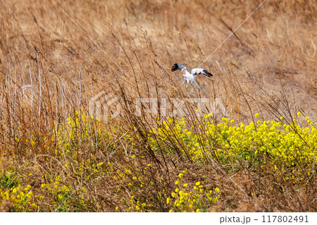 狩りのために菜の花畑に飛び込む美しいハイイロチュウヒ（タカ科）。群馬県利根川河川敷2024年3月 117802491