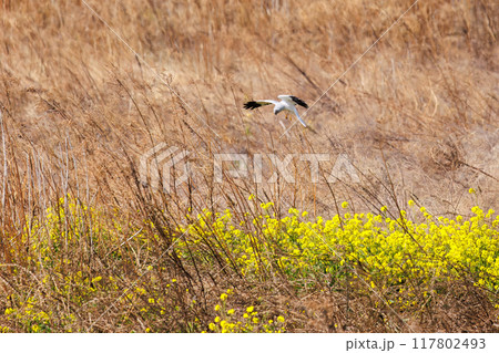 狩りのために菜の花畑に飛び込む美しいハイイロチュウヒ（タカ科）。群馬県利根川河川敷2024年3月 117802493