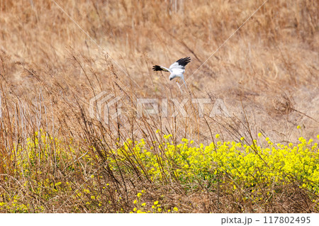 狩りのために菜の花畑に飛び込む美しいハイイロチュウヒ(タカ科)。群馬県利根川河川敷2024年3月 狩りのために菜の花畑に飛び込む美しいハイイロチュウヒ(タカ科)。群馬県利根川河川敷2024年3月 117802495