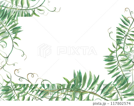 Mouse pea flowerless banner. wildflower climbing plan twig template. Watercolour floral illustration. Meadow grass, realistic hand painted Clipart for greeting card, label. isolated from background. 117802574