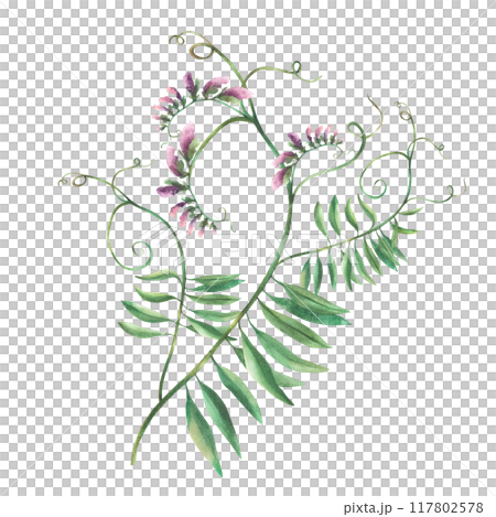Wildflowers twig. Climbing plant with pink flowers, buds and green curly leaves. Watercolour floral illustration. Mouse pea bouquet. Wild herb isolated from background. Meadow realistic grass clipart. Wildflowers twig. Climbing plant with pink flowers, buds and green curly leaves. Watercolour floral illustration. Mouse pea bouquet. Wild herb isolated from background. Meadow realistic grass clipart. 117802578