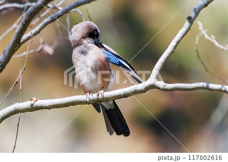 美しいカケス（カラス科）千葉県市川市大町公園自然観察園2024年3月 117802616