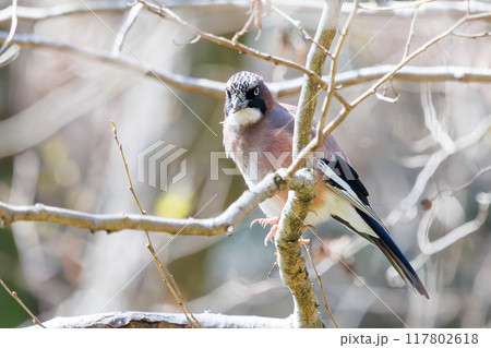 美しいカケス（カラス科）千葉県市川市大町公園自然観察園2024年3月 117802618