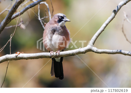 美しいカケス（カラス科）千葉県市川市大町公園自然観察園2024年3月 117802619