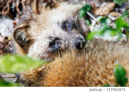 もふもふで可愛い子どものホンドタヌキ(イヌ科)。 日本国千葉県市川市、大町公園自然観察園にて。 2 もふもふで可愛い子どものホンドタヌキ(イヌ科)。 日本国千葉県市川市、大町公園自然観察園にて。 2 117802671