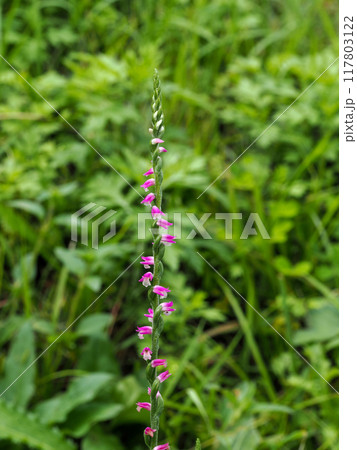 ネジバナのある風景 117803122