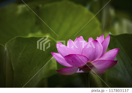 初夏の公園の池に咲く蓮の花 117803137