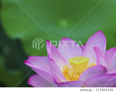 初夏の公園の池に咲く蓮の花 初夏の公園の池に咲く蓮の花 117803148