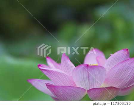 初夏の公園の池に咲く蓮の花初夏の公園の池に咲く蓮の花 初夏の公園の池に咲く蓮の花初夏の公園の池に咲く蓮の花 117803150