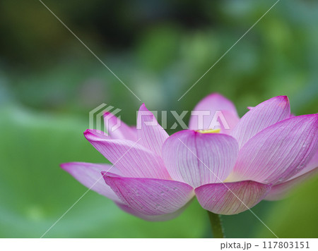 初夏の公園の池に咲く蓮の花 初夏の公園の池に咲く蓮の花 117803151