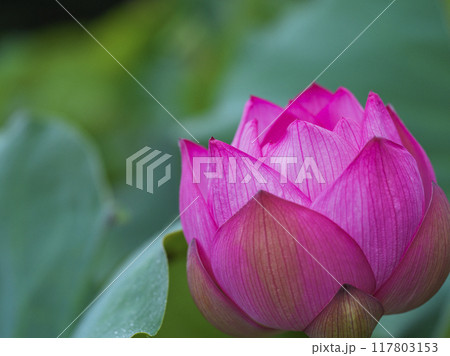 初夏の公園の池に咲く蓮の花 初夏の公園の池に咲く蓮の花 117803153