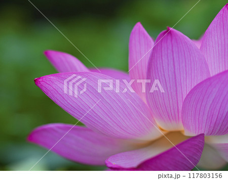 初夏の公園の池に咲く蓮の花 初夏の公園の池に咲く蓮の花 117803156