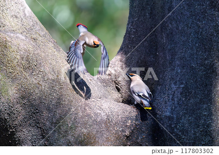 木のウロに溜まった水を飲むために集まり時に争う美しいヒレンジャクとキレンジャクの群れ（レンジャク科） 117803302