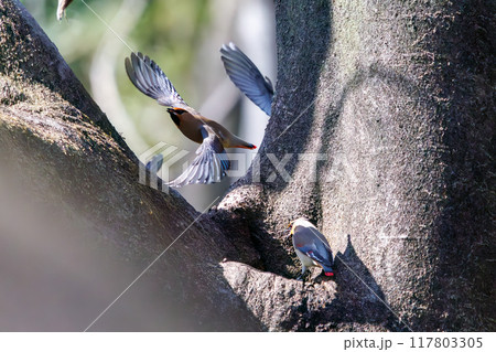 木のウロに溜まった水を飲むために集まり時に争う美しいヒレンジャクとキレンジャクの群れ（レンジャク科） 117803305