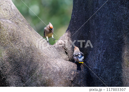 木のウロに溜まった水を飲むために集まり時に争う美しいヒレンジャクとキレンジャクの群れ（レンジャク科） 117803307