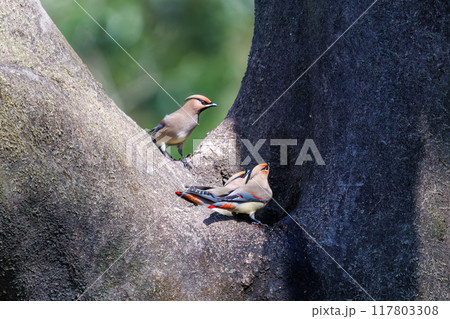 木のウロに溜まった水を飲むために集まり時に争う美しいヒレンジャクとキレンジャクの群れ（レンジャク科） 117803308