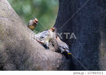 木のウロに溜まった水を飲むために集まり時に争う美しいヒレンジャクとキレンジャクの群れ（レンジャク科） 117803311