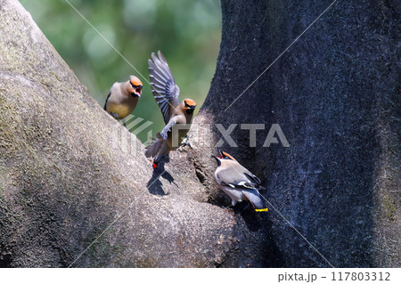 木のウロに溜まった水を飲むために集まり時に争う美しいヒレンジャクとキレンジャクの群れ(レンジャク科) 木のウロに溜まった水を飲むために集まり時に争う美しいヒレンジャクとキレンジャクの群れ(レンジャク科) 117803312