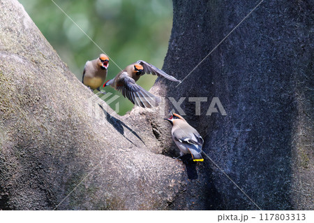 木のウロに溜まった水を飲むために集まり時に争う美しいヒレンジャクとキレンジャクの群れ（レンジャク科） 117803313