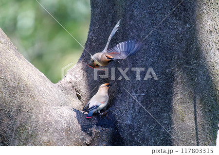 木のウロに溜まった水を飲むために集まり時に争う美しいヒレンジャクとキレンジャクの群れ（レンジャク科） 117803315