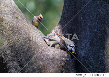 木のウロに溜まった水を飲むために集まり時に争う美しいヒレンジャクとキレンジャクの群れ(レンジャク科) 木のウロに溜まった水を飲むために集まり時に争う美しいヒレンジャクとキレンジャクの群れ(レンジャク科) 117803316