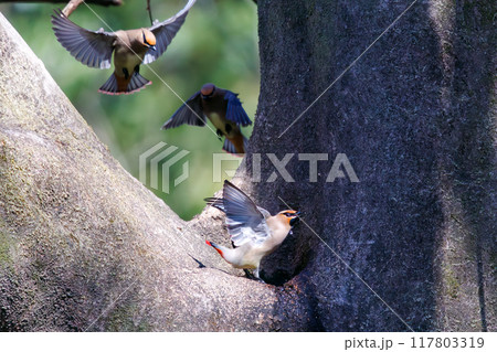 木のウロに溜まった水を飲むために集まり時に争う美しいヒレンジャクとキレンジャクの群れ（レンジャク科） 117803319