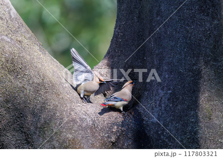木のウロに溜まった水を飲むために集まり時に争う美しいヒレンジャクとキレンジャクの群れ（レンジャク科） 117803321