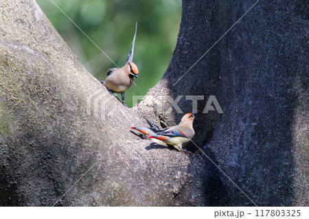 木のウロに溜まった水を飲むために集まり時に争う美しいヒレンジャクとキレンジャクの群れ（レンジャク科） 117803325
