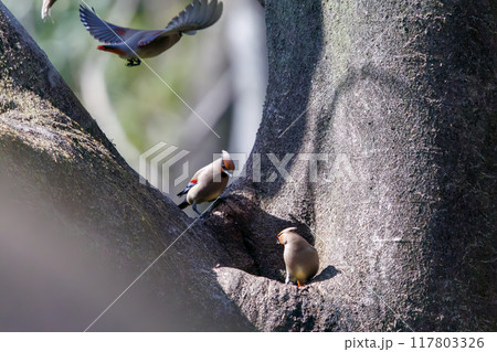 木のウロに溜まった水を飲むために集まり時に争う美しいヒレンジャクとキレンジャクの群れ（レンジャク科） 117803326