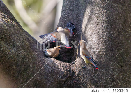 木のウロに溜まった水を飲むために集まり時に争う美しいヒレンジャクとキレンジャクの群れ（レンジャク科） 117803346