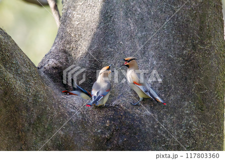 木のウロに溜まった水を飲むために集まり時に争う美しいヒレンジャクとキレンジャクの群れ（レンジャク科） 117803360