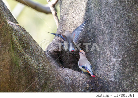 木のウロに溜まった水を飲むために集まり時に争う美しいヒレンジャクとキレンジャクの群れ(レンジャク科) 木のウロに溜まった水を飲むために集まり時に争う美しいヒレンジャクとキレンジャクの群れ(レンジャク科) 117803361