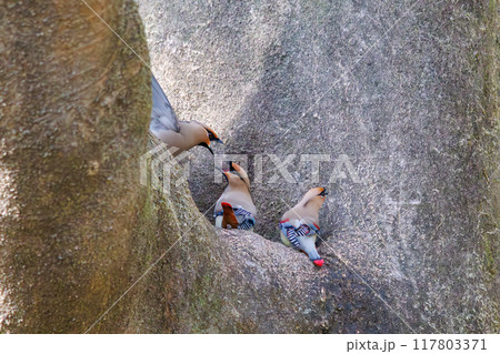 木のウロに溜まった水を飲むために集まり時に争う美しいヒレンジャクとキレンジャクの群れ（レンジャク科） 117803371