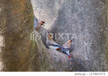 木のウロに溜まった水を飲むために集まり時に争う美しいヒレンジャクとキレンジャクの群れ（レンジャク科） 117803373