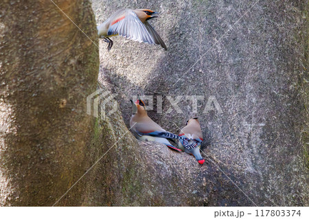 木のウロに溜まった水を飲むために集まり時に争う美しいヒレンジャクとキレンジャクの群れ（レンジャク科） 117803374