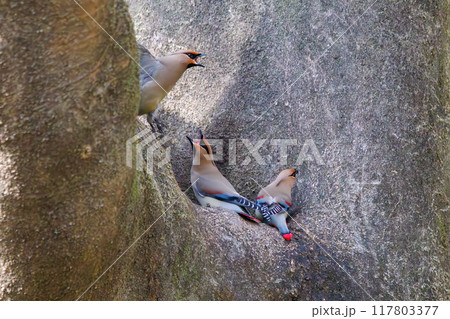 木のウロに溜まった水を飲むために集まり時に争う美しいヒレンジャクとキレンジャクの群れ（レンジャク科） 117803377