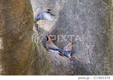 木のウロに溜まった水を飲むために集まり時に争う美しいヒレンジャクとキレンジャクの群れ(レンジャク科) 木のウロに溜まった水を飲むために集まり時に争う美しいヒレンジャクとキレンジャクの群れ(レンジャク科) 117803378