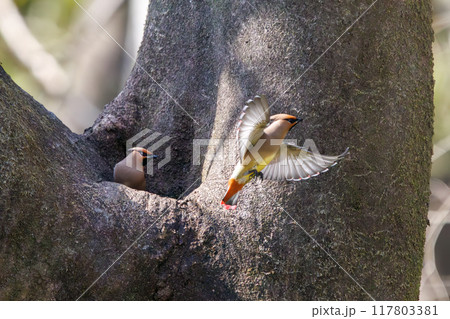 木のウロに溜まった水を飲むために集まり時に争う美しいヒレンジャクとキレンジャクの群れ（レンジャク科） 117803381