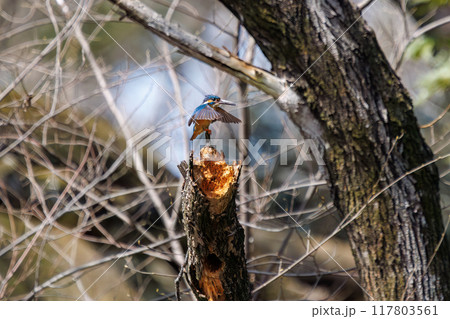 餌を捕らえるためにホバリングする可愛いカワセミ（カワセミ科）日本国埼玉県熊谷市荒川大麻生公園 117803561