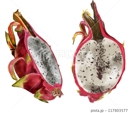 Pitaya, pink dragon fruit, hand painted with watercolor. Exotic tropical ripe fruit in realistic style. Exotic fruit for packaging, menu, design. Pitaya, pink dragon fruit, hand painted with watercolor. Exotic tropical ripe fruit in realistic style. Exotic fruit for packaging, menu, design. 117803577