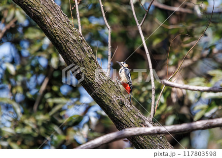 美しいアカゲラ（キツツキ科）日本国埼玉県熊谷市荒川大麻生公園2024年4月 117803598